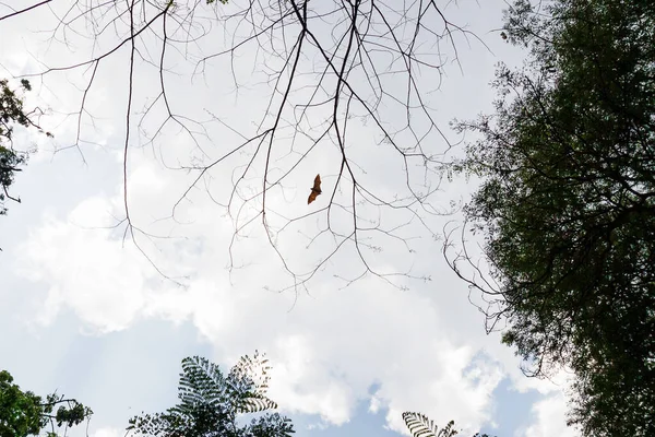 Сотни Спящих Летучих Мышей Висят Ветвях Деревьев Шри Ланке — стоковое фото