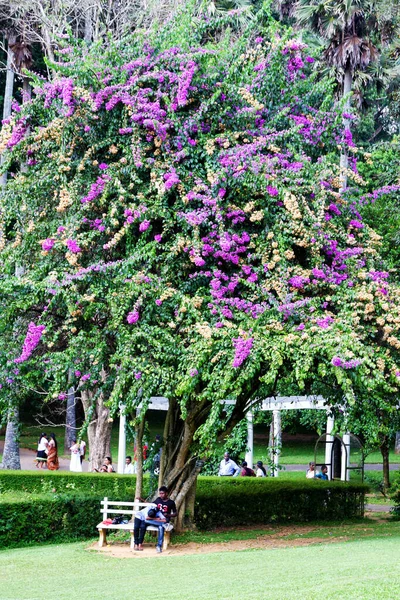 Kandy Sri Lanka Marzo Pareja Sentada Banco Bajo Árbol Marzo —  Fotos de Stock