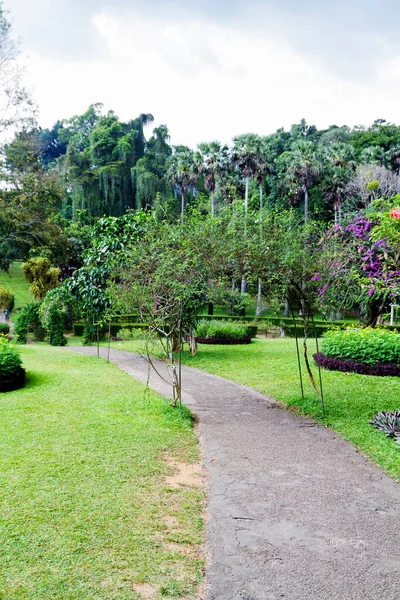 Giardino Botanico Peradeniya Kandy Sri Lanka — Foto Stock