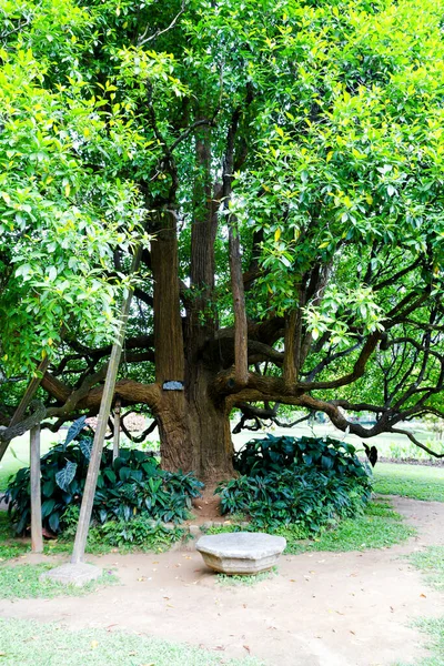 Jardín Botánico Peradeniya Kandy Sri Lanka —  Fotos de Stock