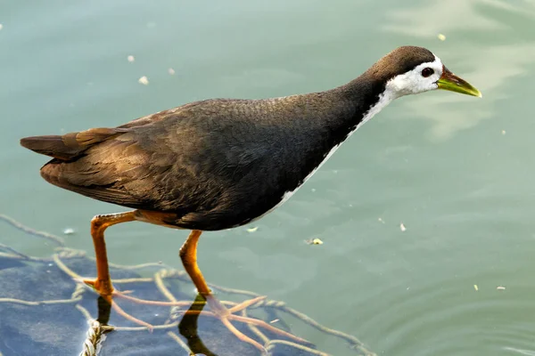 Oiseau Dans Étang Kandy Sri Lanka — Photo