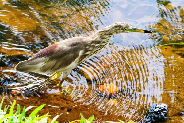 Indischer Teichreiher Kandy Sri Lanka — Stockfoto