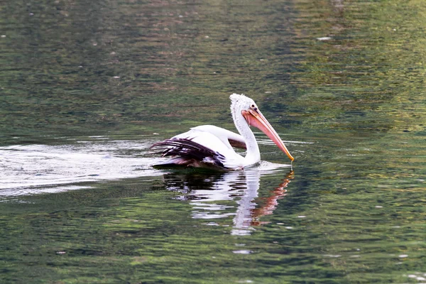 Pelican Kandy Sri Lanka — Foto de Stock