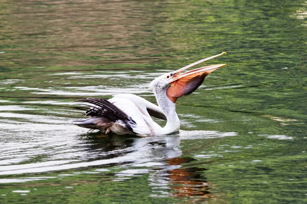 Pelicano Kandy Sri Lanka — Fotografia de Stock
