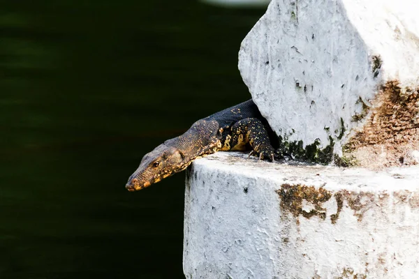 Sri Lankan Lizard Varanus Salvator — Stock Photo, Image