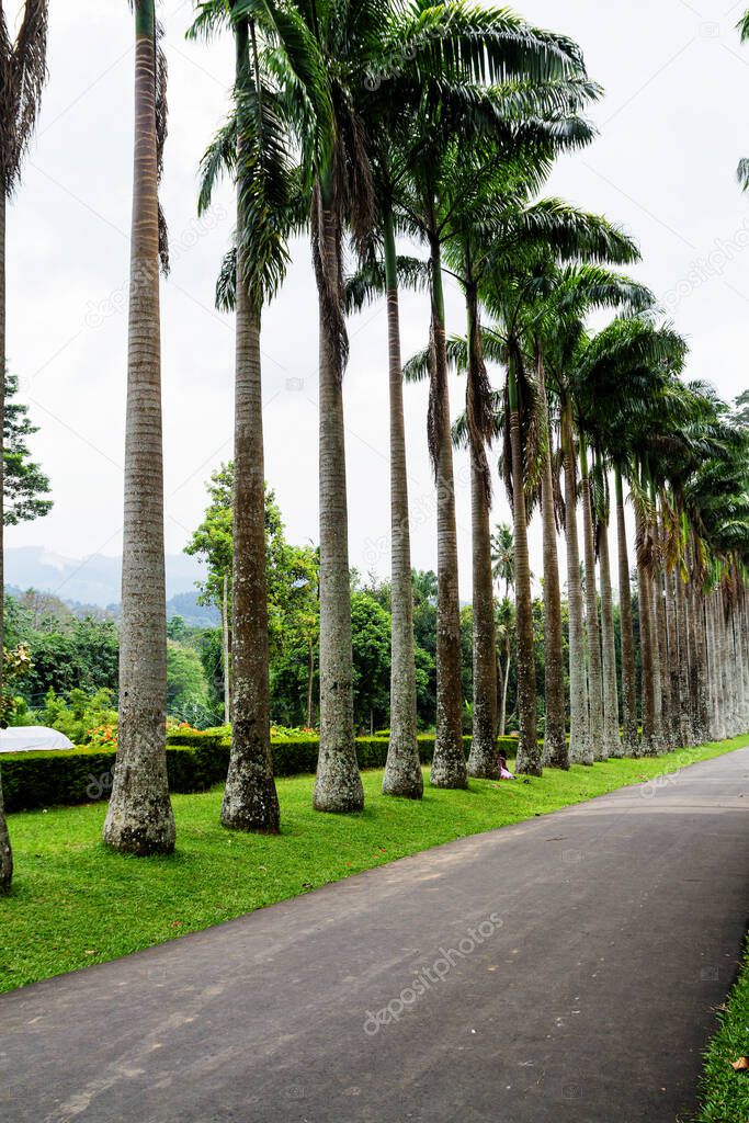 The Palm alley in The Botanical Garden Peradeniya, Sri Lanka