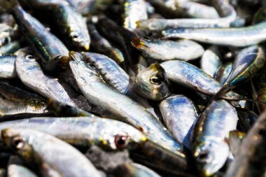 Piyasada taze balık var.