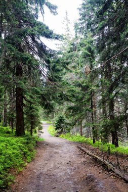 Polonya 'nın güneyindeki dağlarda bahar kayın ormanları.