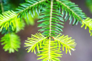 Bir köknar ağacının parlak yeşil dikenli dalları