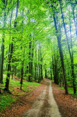 Polonya 'nın güneyindeki dağlarda bahar kayın ormanları.
