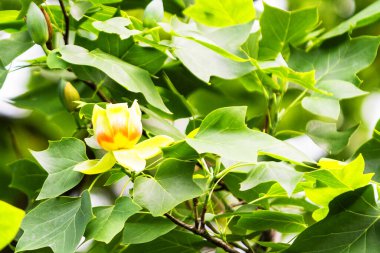 Çiçek açan liriodendron tulipiferası.