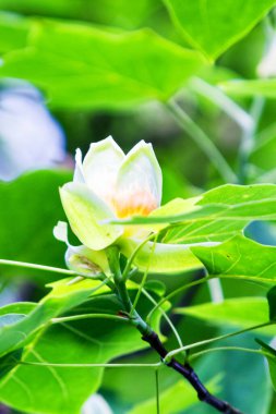 Çiçek açan liriodendron tulipiferası.