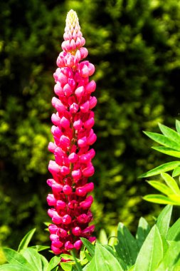 Lupinus polyphyllus bulanık arkaplanda