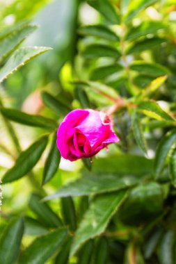 Pembe gülü kapat..