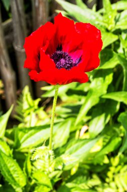 Bulanık arkaplanda kırmızı haşhaş çiçeği