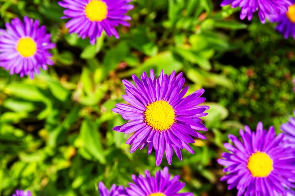 Aster Sul Giardino — Foto Stock