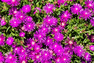 Hardy ice plant, delosperma Cooi