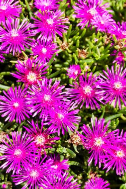 Hardy ice plant, delosperma Cooi