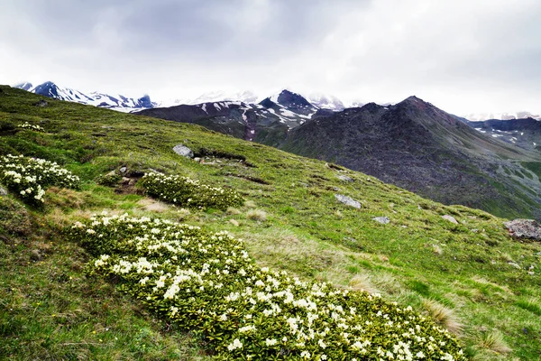 Kaukasus Berge Naturlandschaften — Stockfoto