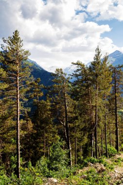 Bulutlu gökyüzü ile sıkıcı orman