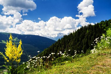Kafkas dağlarının şaşırtıcı yeşil doğası, Georgia