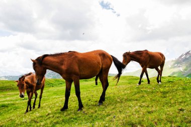 Atlar, Kafkasya dağları, Georgia