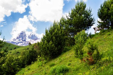 İnekler, Kafkaslar, dağlar, Georgia