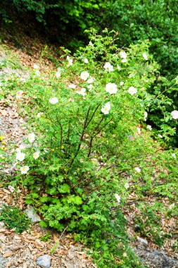 Vahşi gül, Kafkasya dağları, Gürcistan