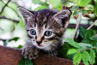 Ağacın altındaki küçük kedi yavrusu