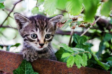 Ağacın altındaki küçük kedi yavrusu