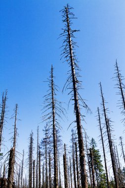 Ölü orman, Beskid Slaski, Polonya