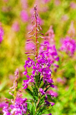uzun pembe lythrum bitkileri büyüyor.