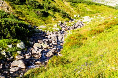 Polonya 'nın High Tatras kentindeki Beş Göl Vadisi' nde akan sular