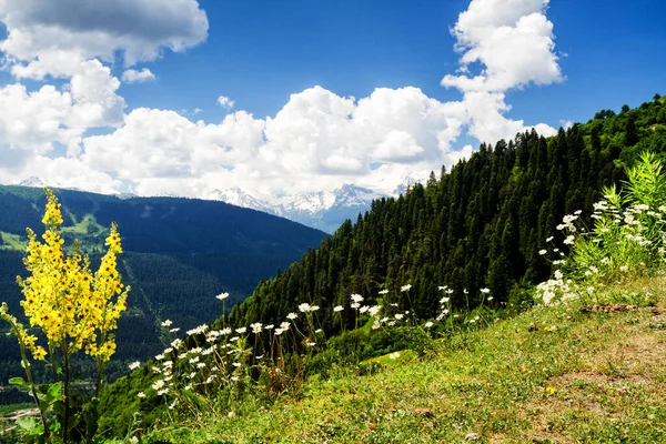 Niesamowita Zielona Natura Kaukazu Gruzja — Zdjęcie stockowe