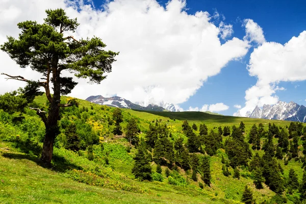 Kafkas dağlarının şaşırtıcı yeşil doğası, Georgia