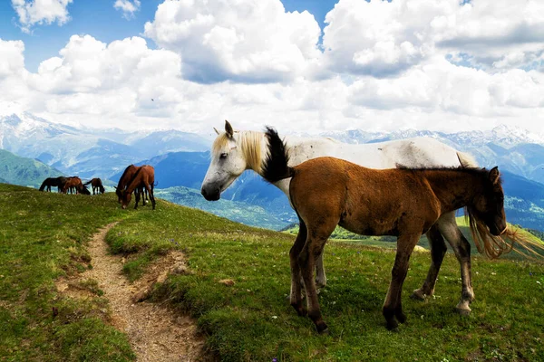 Atlar Kafkasya Dağları Georgia — Stok fotoğraf