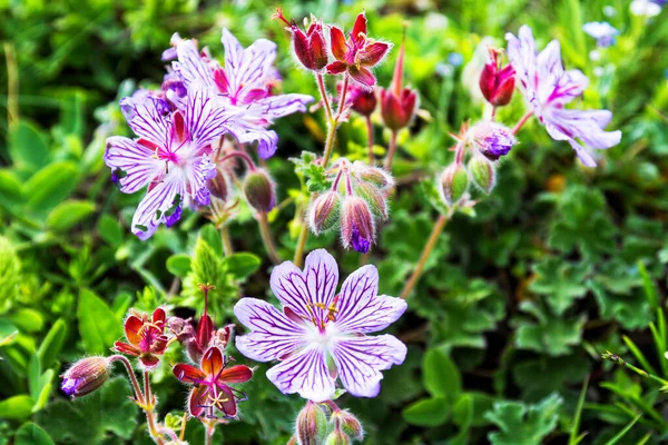 Geranium Renardi Flowers Greenery — Stock Photo, Image