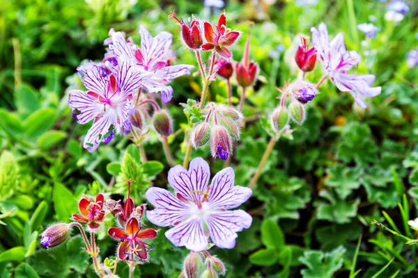 Geranium Renardi Flowers Greenery — Stock Photo, Image