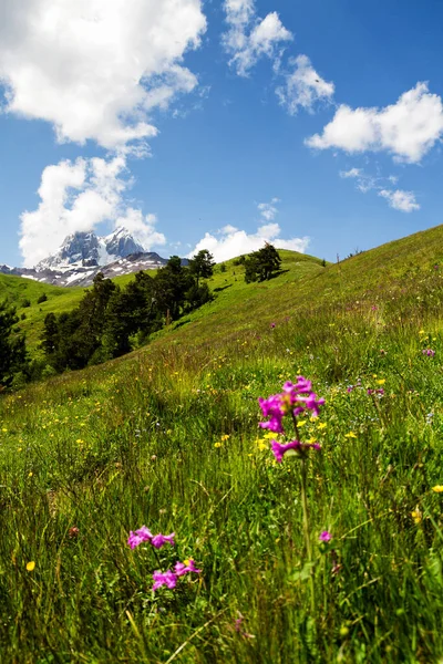 Mount Ushba Kaukasus Georgien — Stockfoto