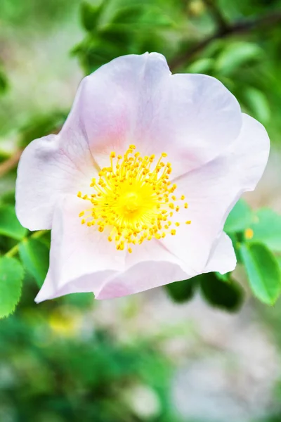 Rosa Selvatica Montagne Del Caucaso Georgia — Foto Stock