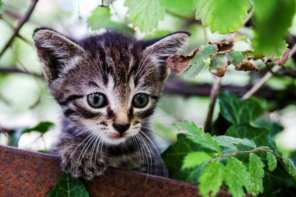 Little Kitten Tree — Stock Photo, Image