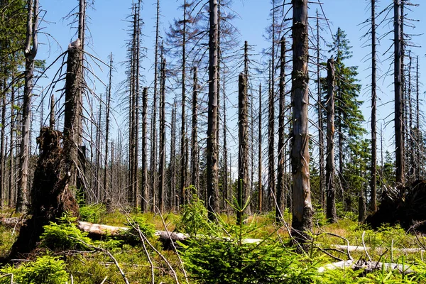 Bosque Muerto Beskid Slaski Polonia — Foto de Stock