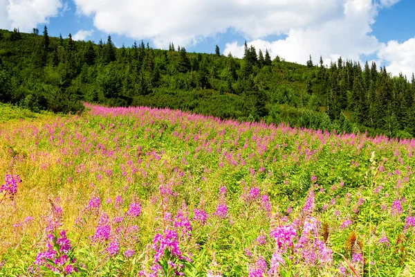 Hög Rosa Lythrum Äng High Tatras National Park Polen — Stockfoto