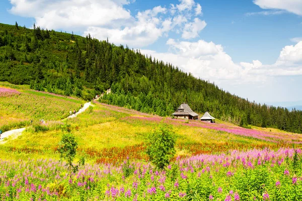 Vallée Gasienicowa Dans Les Monts Tatra Pologne — Photo
