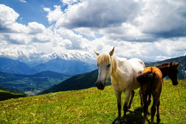 Horses Caucasus Mountains Georgia Stock Photo