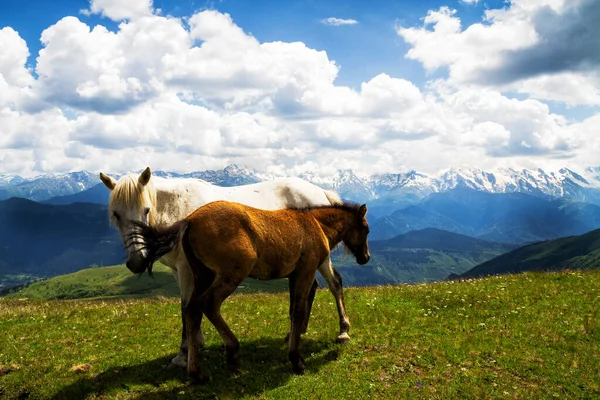 Horses Caucasus Mountains Georgia Stock Image