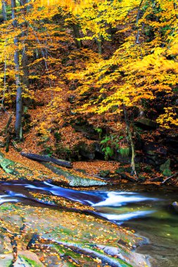 Sonbaharda güzel Dağ Akıntısı