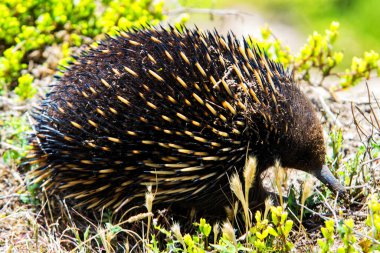 Echidna (Takiglossus aculeatus), Victoria, Avustralya