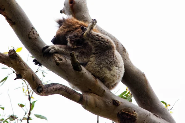 Wilder Koala Phascolarctos Cinereus Cape Otway Entlang Der Berühmten Great — Stockfoto