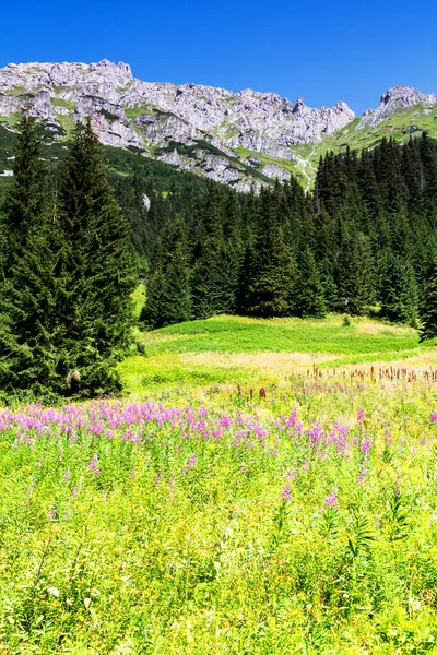 Nationalpark Tatra Slowakei — Stockfoto